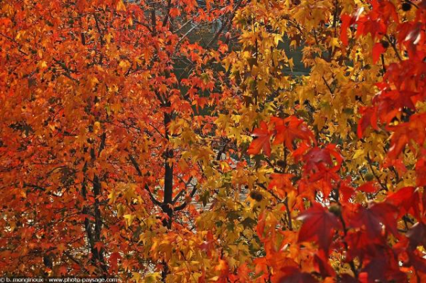 fall leaves in indiana resized 600