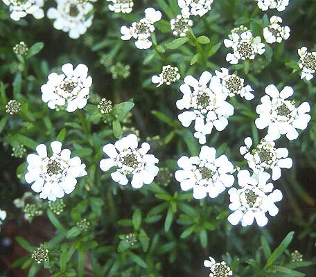 evergreen candytuft