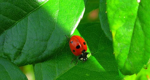 Lady bug