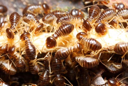 terrible termites